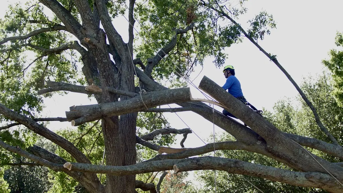 Professional Crown Thinning performed by certified arborists in Excelsior