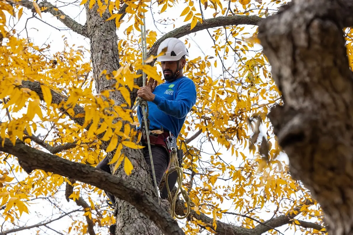 Skilled Tree Planting crew working in Excelsior